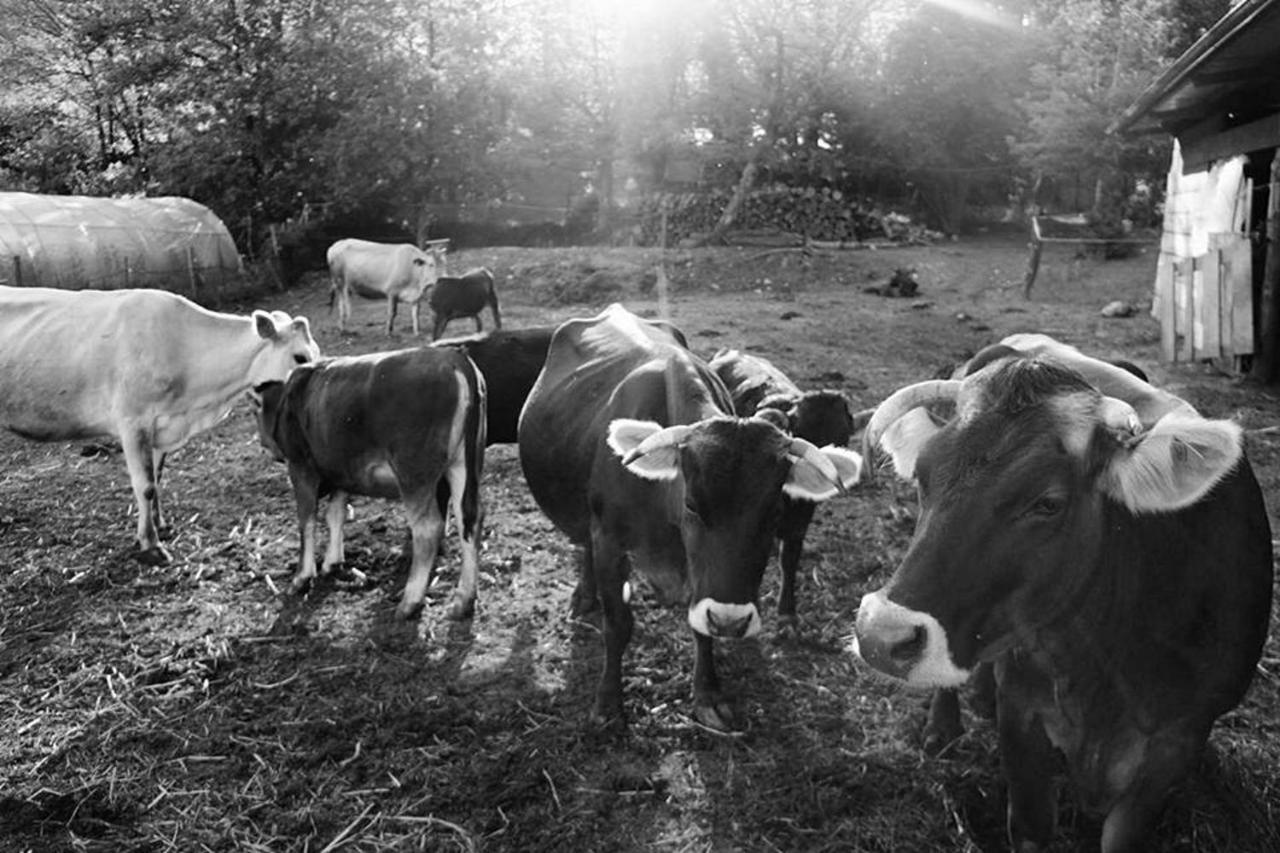 Agriturismo Di Charme E Ristorante Stallato Il Filo Di Paglia Carro Exteriér fotografie